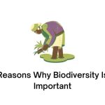 Reasons Why Biodiversity Is Important