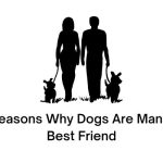 Reasons Why Dogs Are Man'S Best Friend