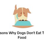Reasons Why Dogs Don't Eat Their Food
