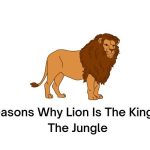 Reasons Why Lion Is The King Of The Jungle