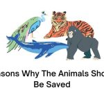 Reasons Why The Animals Should Be Saved