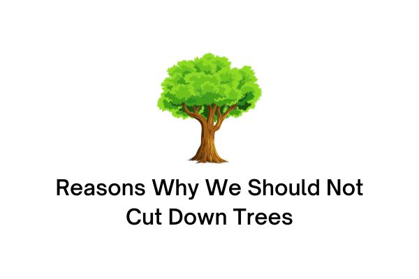 Reasons Why We Should Not Cut Down Trees