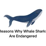 Reasons Why Whale Sharks Are Endangered